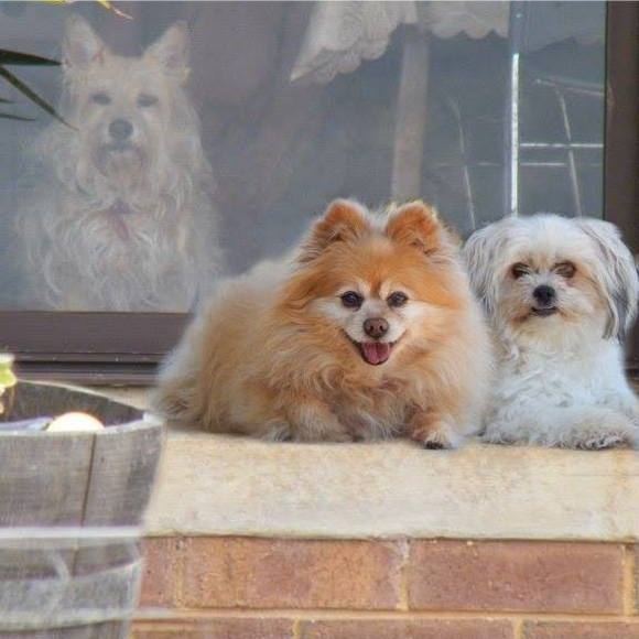 Meet your Posher, Sandy - Picture 1 of 1